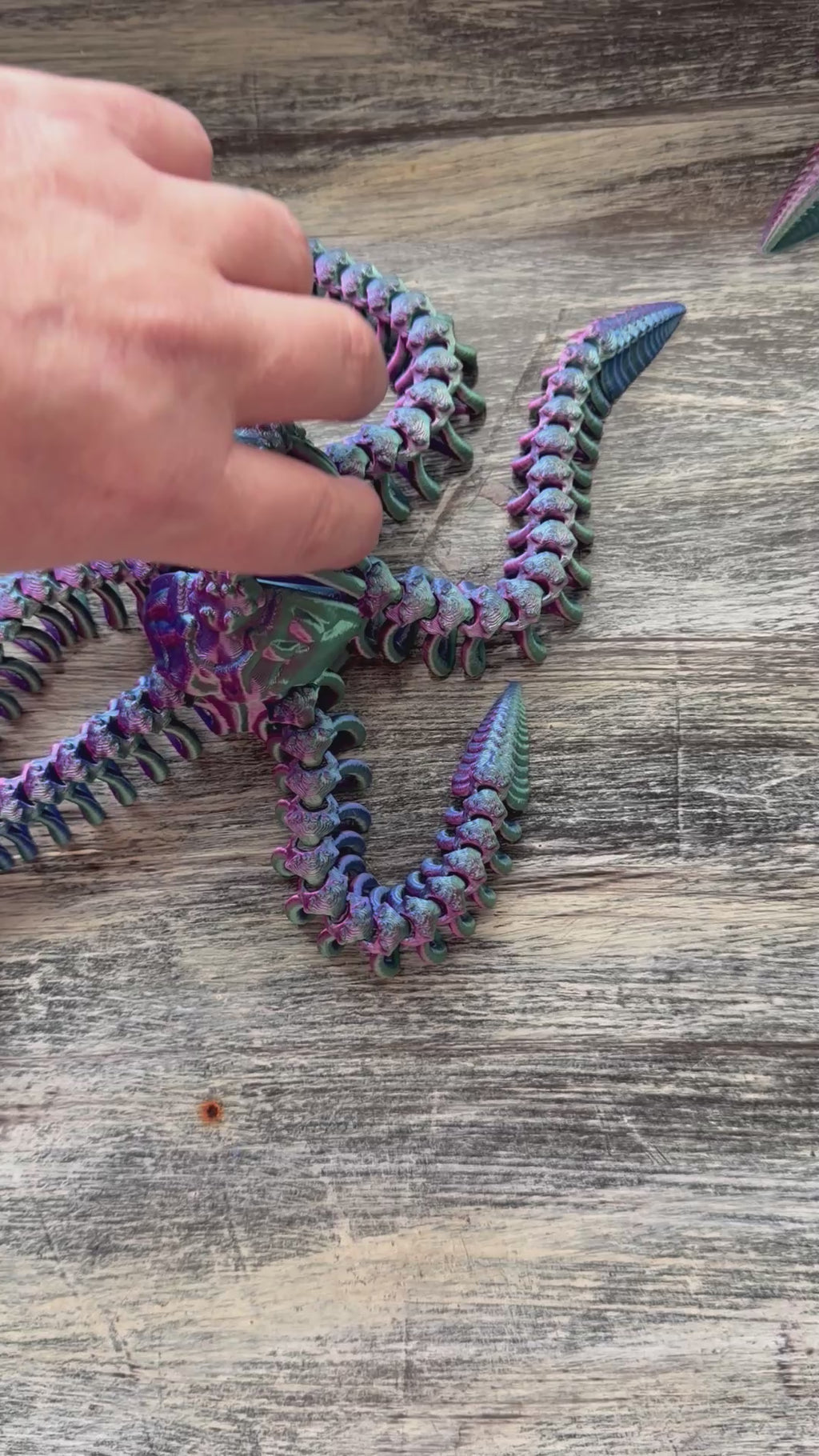 Articulate skull octopus